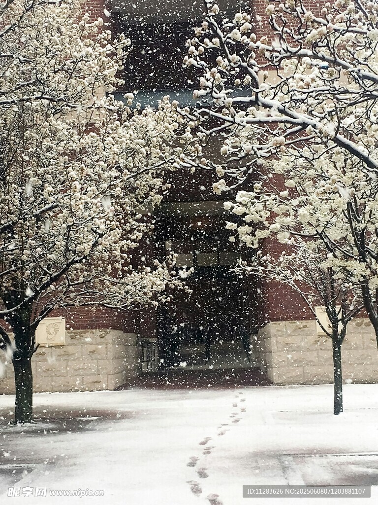 雪覆繁花的静谧街道