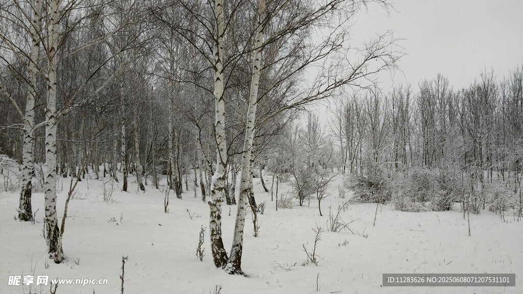 冬日白桦林雪景