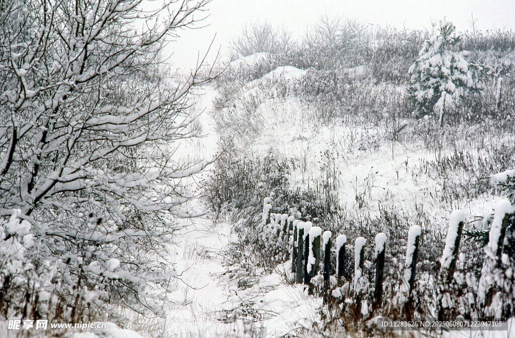 冬日雪景中的乡间小道