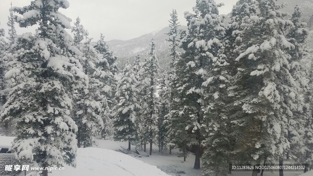 冬日雪景中的静谧松林