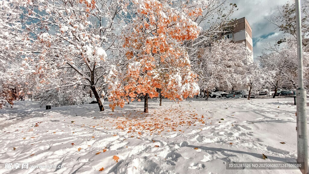雪覆秋树美景