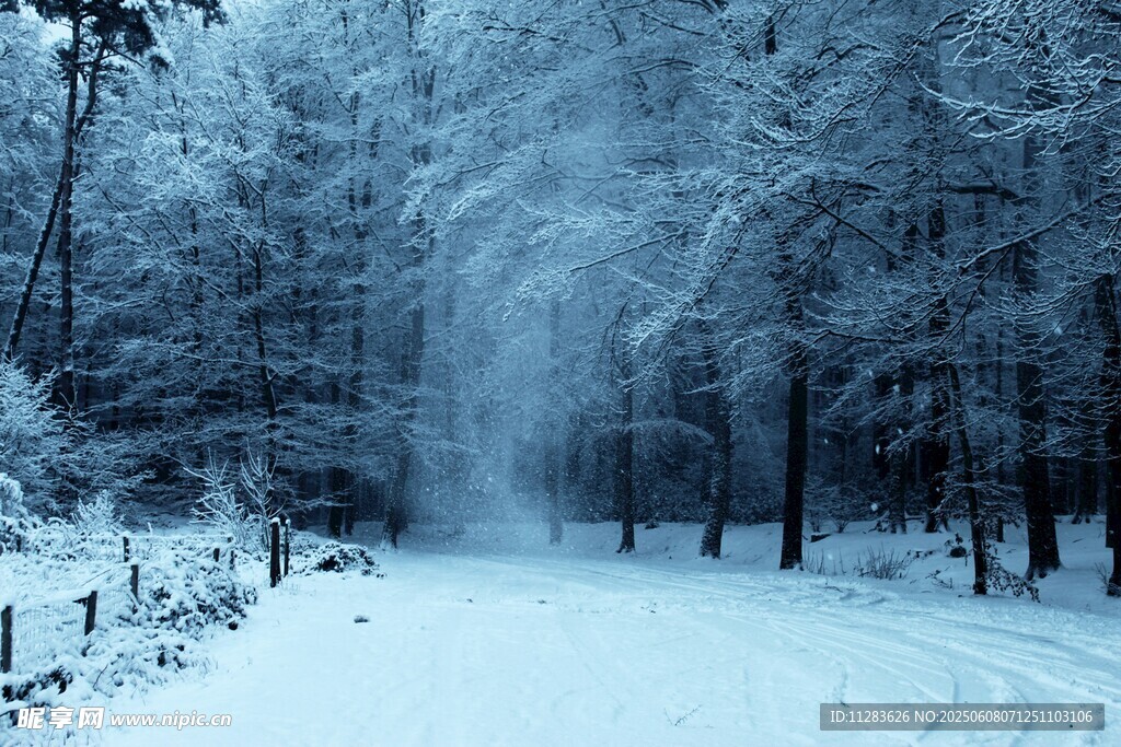 冬日雪林美景