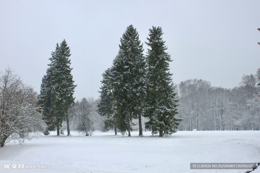 冬日雪景中的挺拔松树