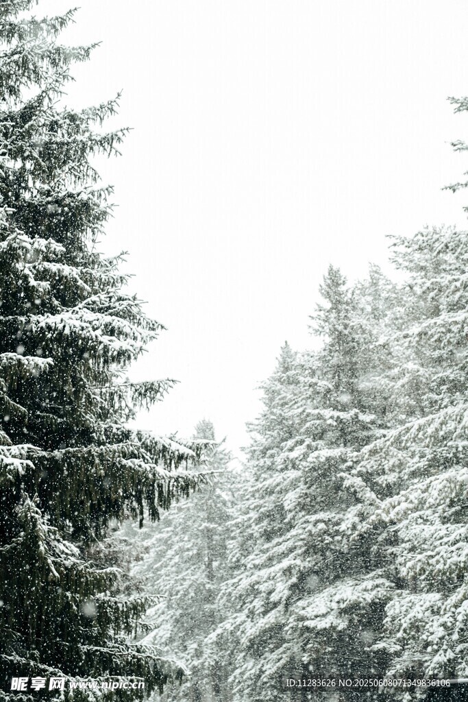 雪覆松林美景