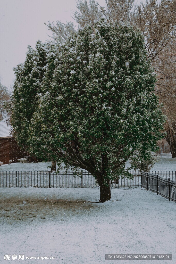 雪覆树木的宁静庭院景象