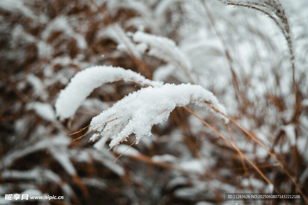 雪覆芦苇枝