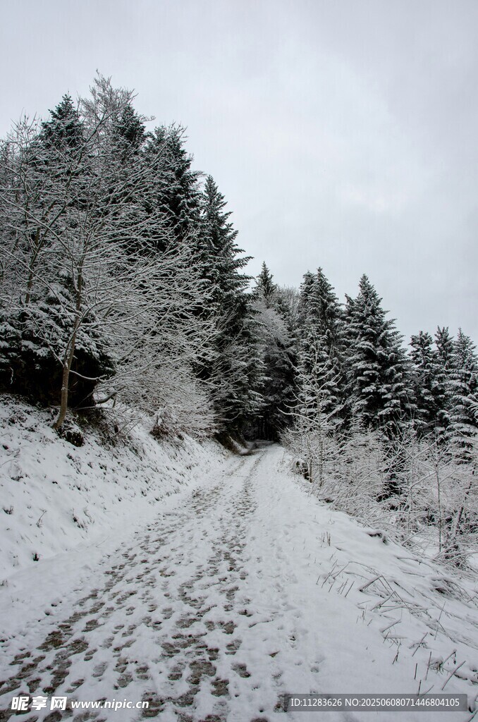 雪覆山路 树木银装素裹