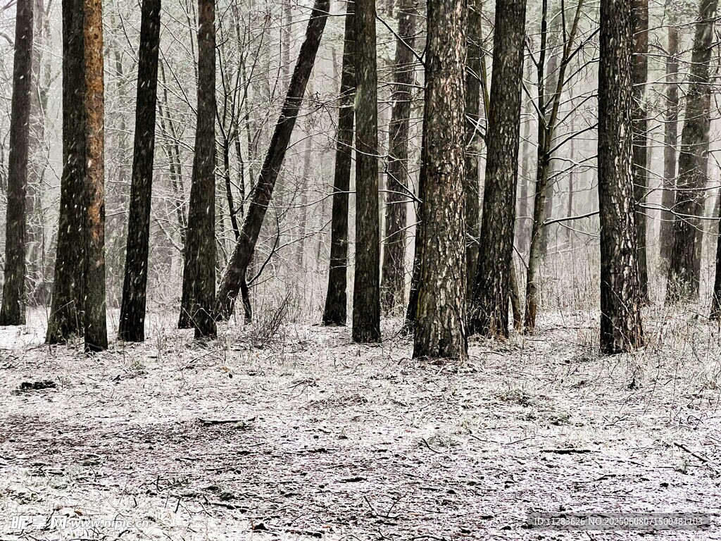 雪覆树林冬日静谧景象