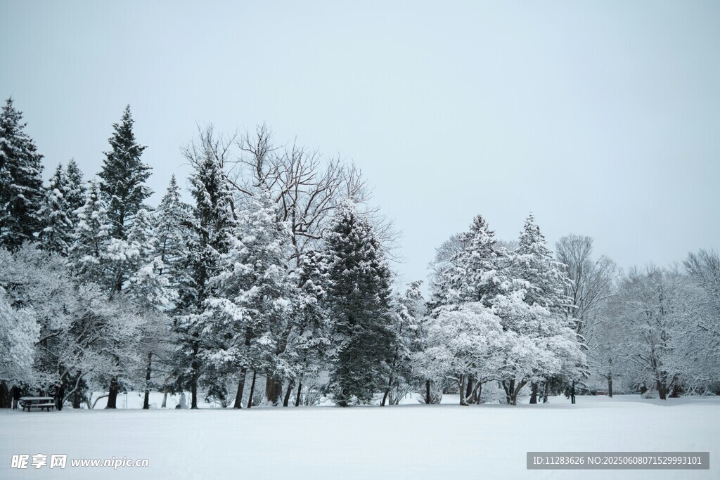 冬日雪景中的银白树林
