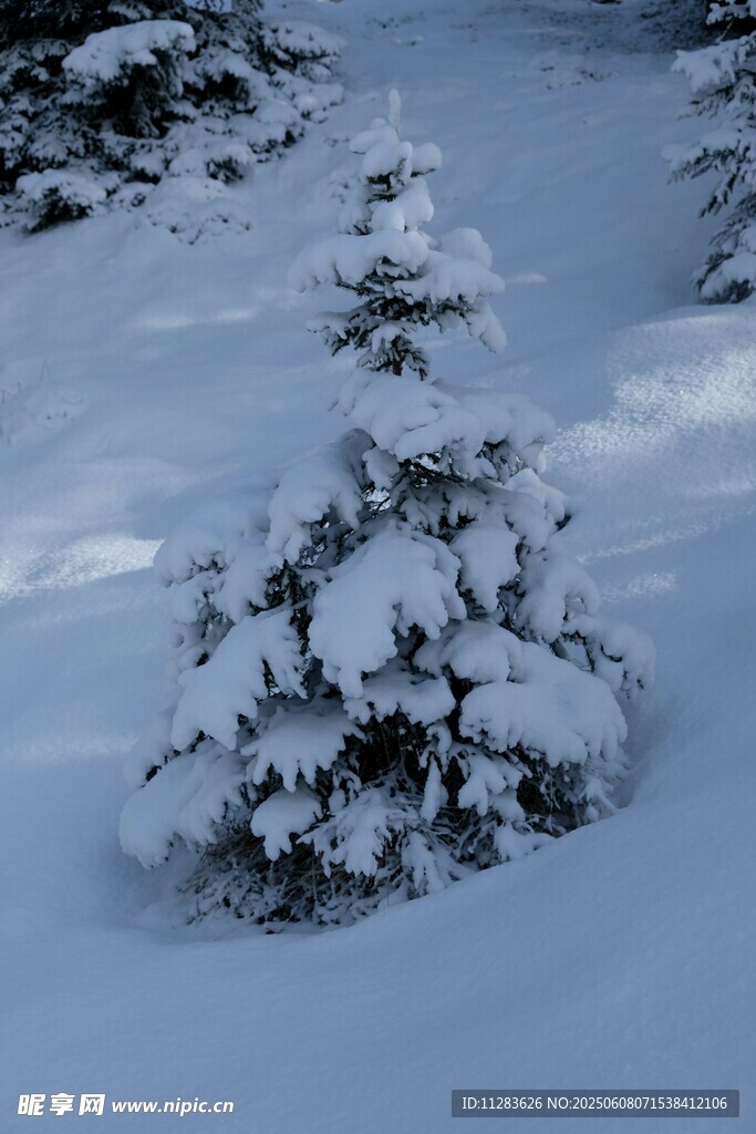雪覆小树冬日美景