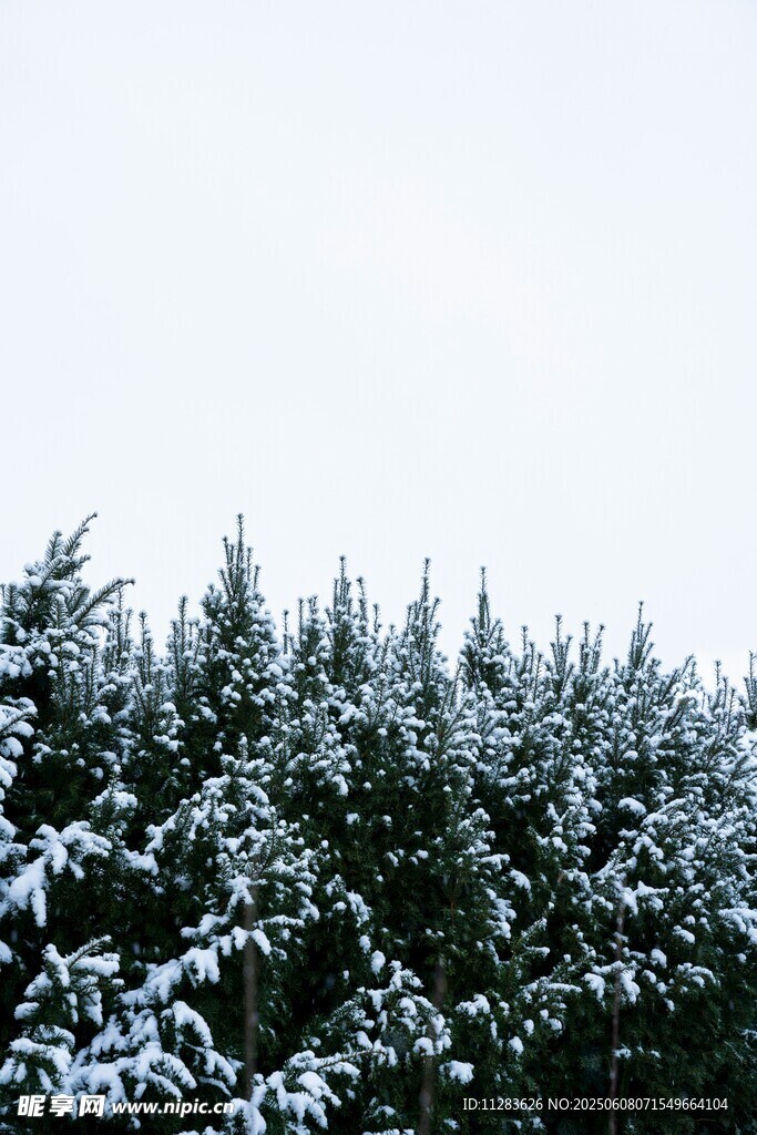 雪覆松林美景