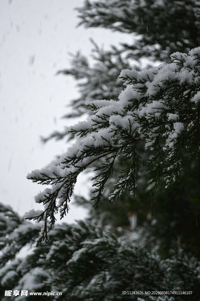 雪覆松枝