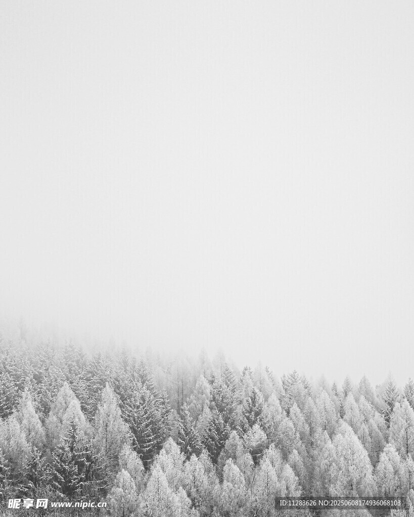 冬日雪松林景