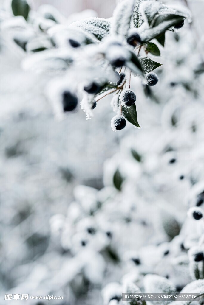 枝头覆雪的翠绿树叶