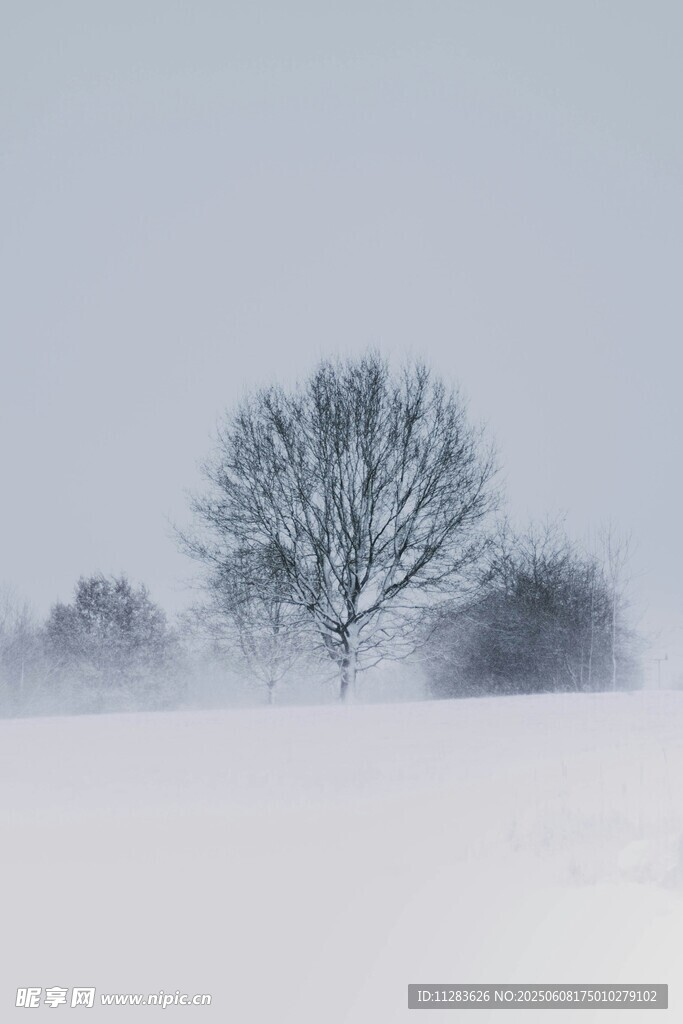 雪野孤树 静谧冬日景象