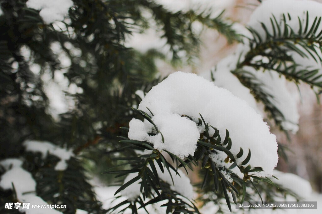 枝头覆雪的翠绿松枝