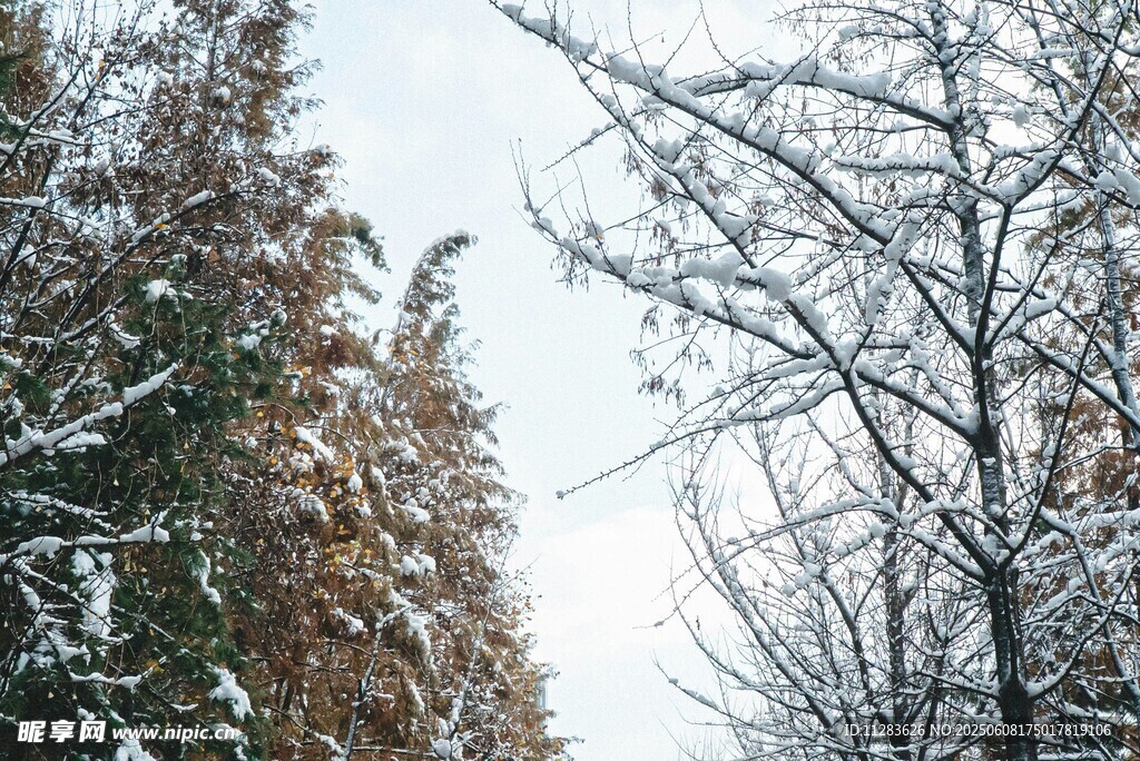 冬日雪景中的树木景观