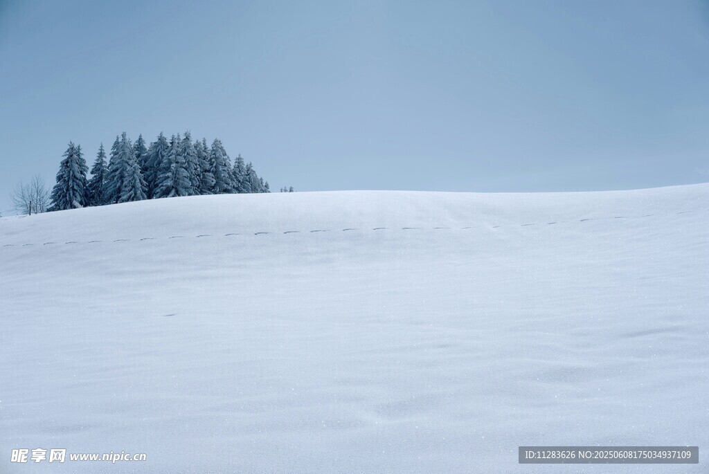 雪野中的挺拔松树林