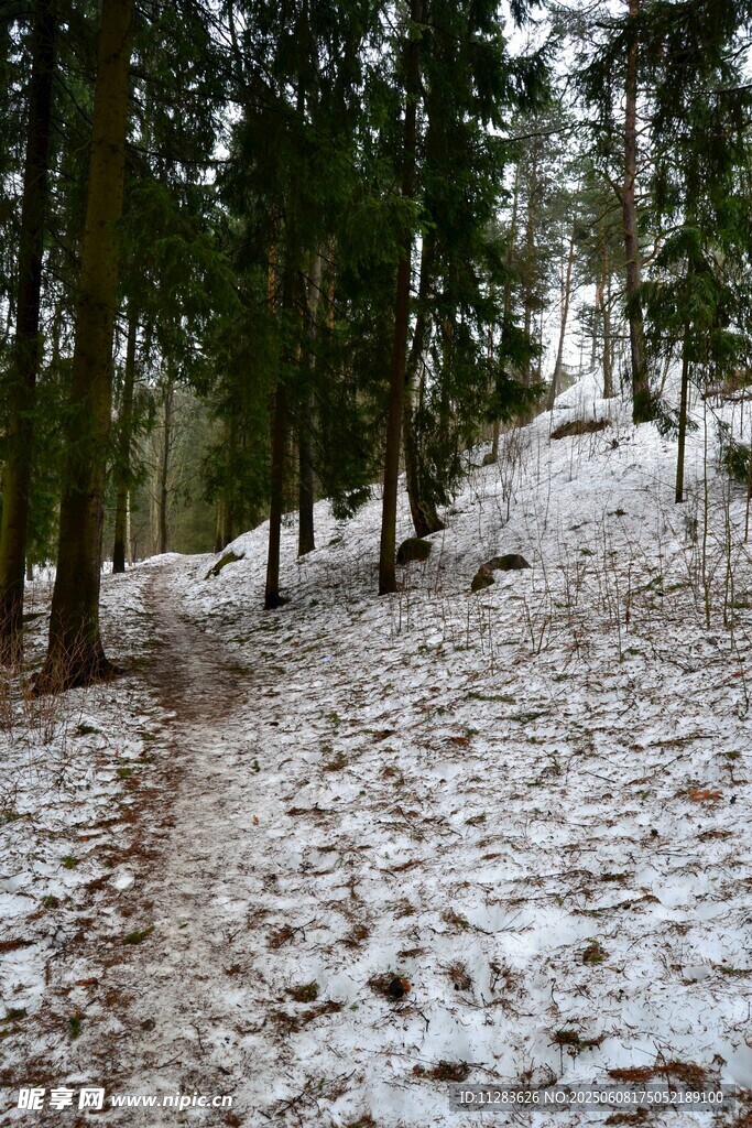 雪覆林间小径
