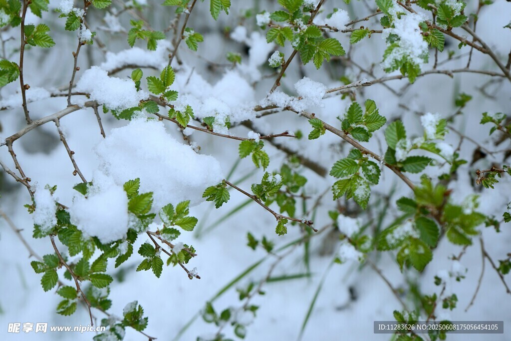 雪覆绿植显生机