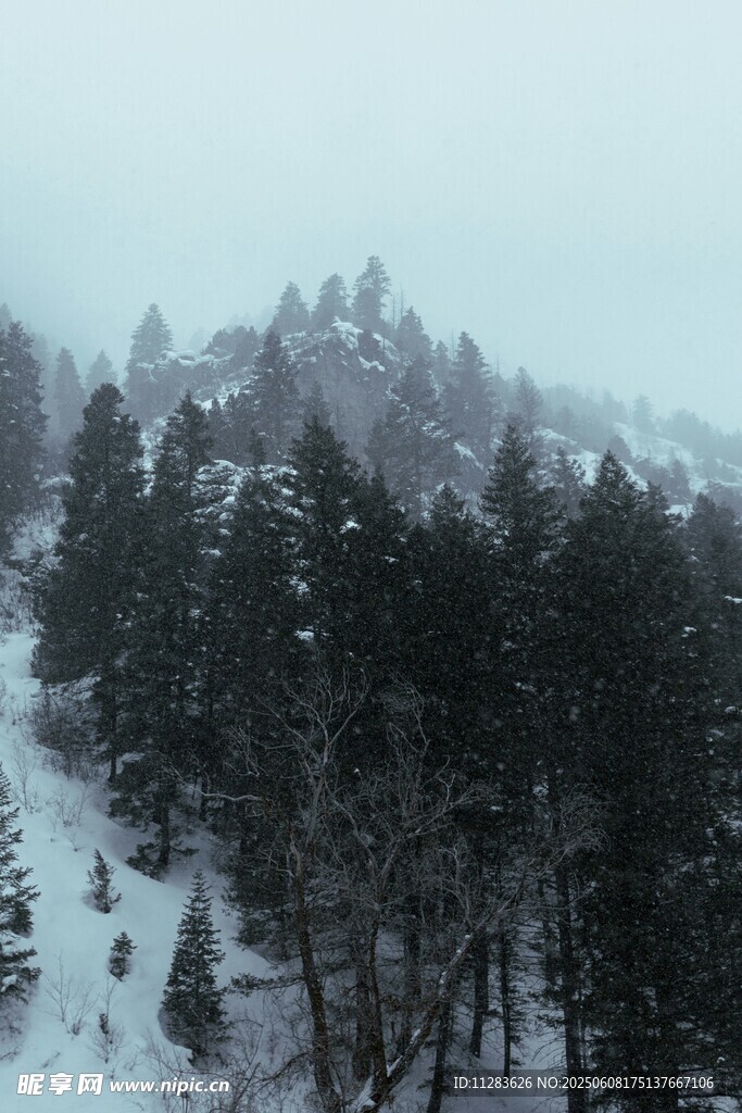 雪覆山林间的静谧景致