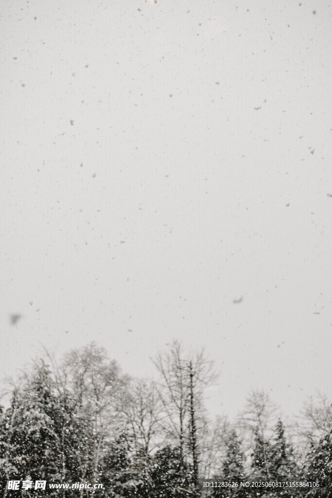 雪覆树林 雪花纷飞