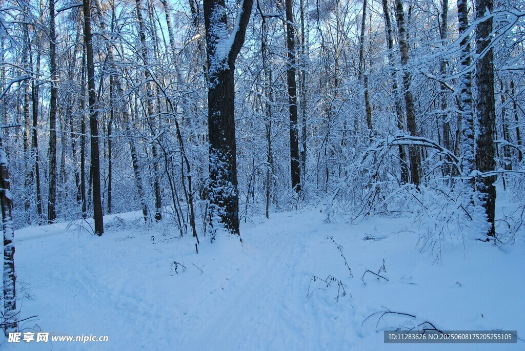 冬日雪覆森林美景