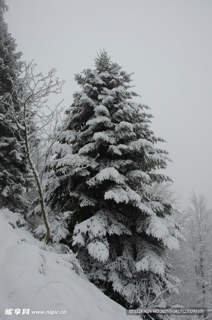 雪覆松树的冬日美景