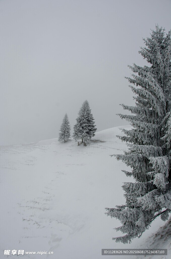 雪覆松景 冬日纯净之美