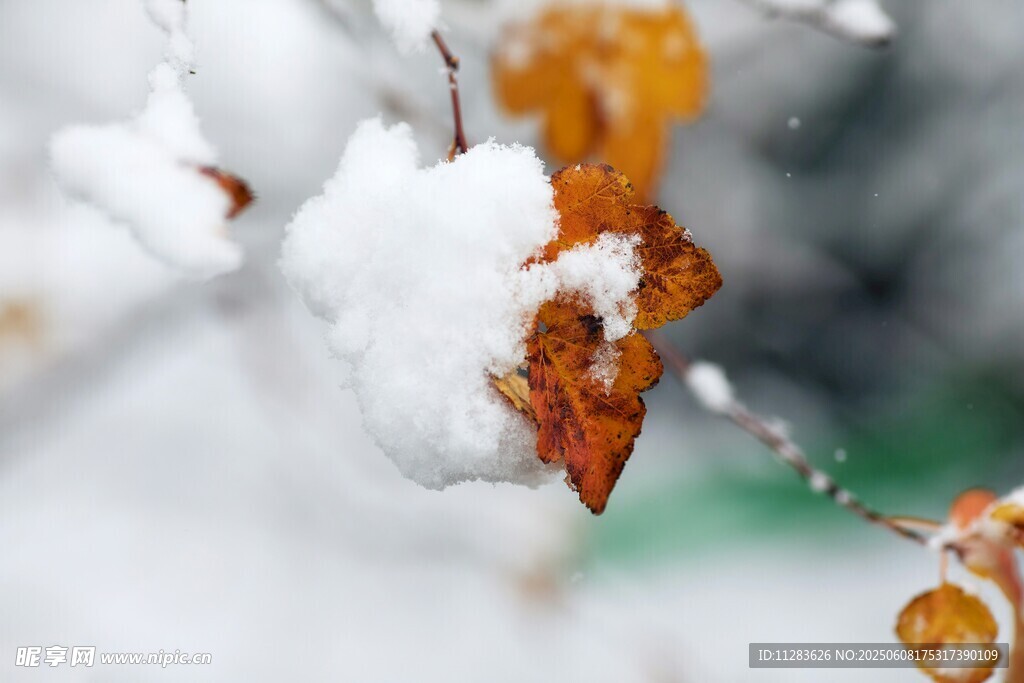 雪覆秋叶美如画