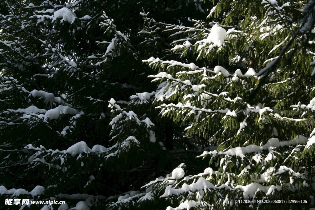 雪覆松枝