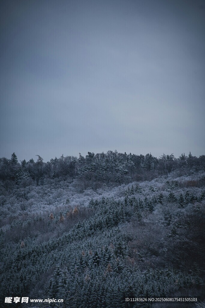 雾中森林景观