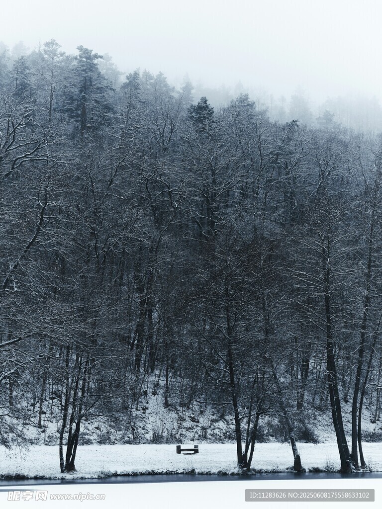 冬日雪景中的静谧树林