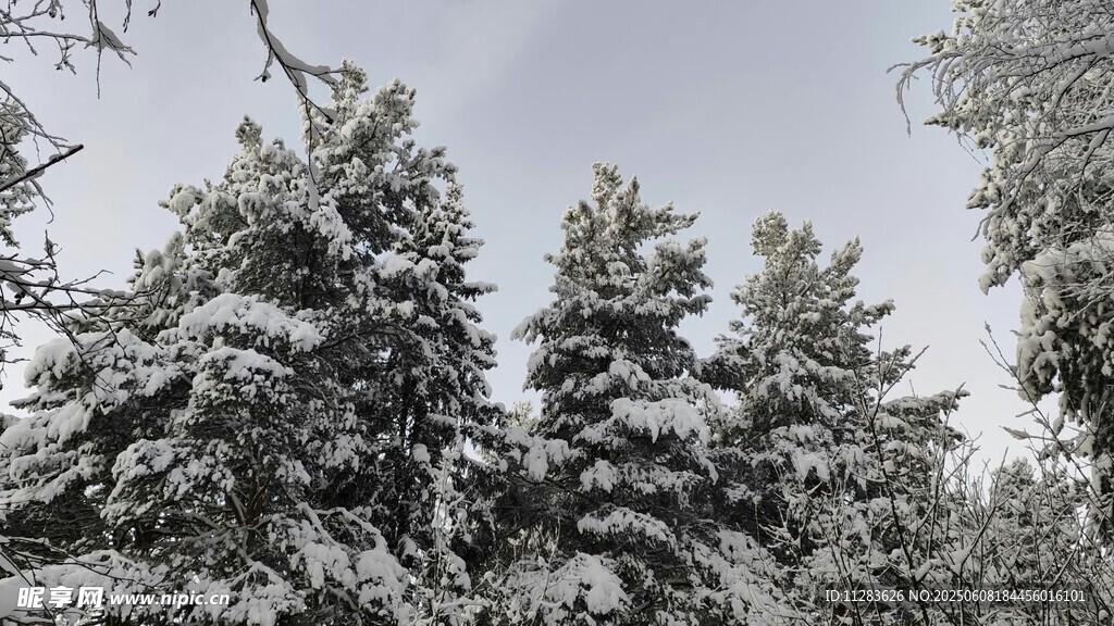 雪覆松林美景