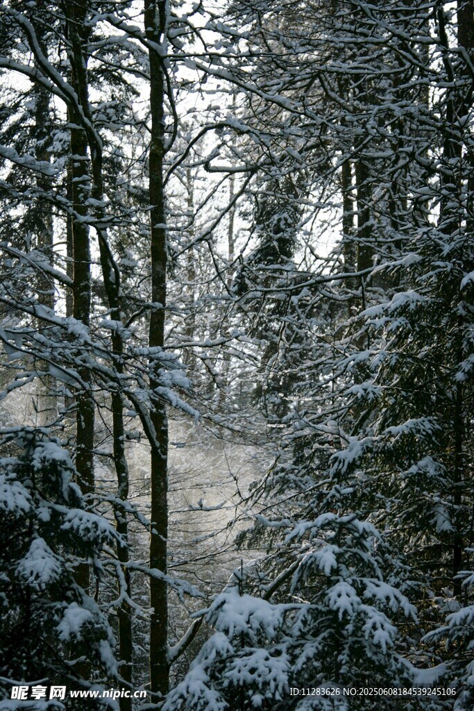 雪覆森林的静谧冬日景象