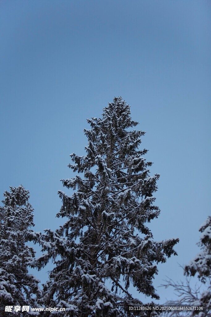 雪覆松树蓝天美景