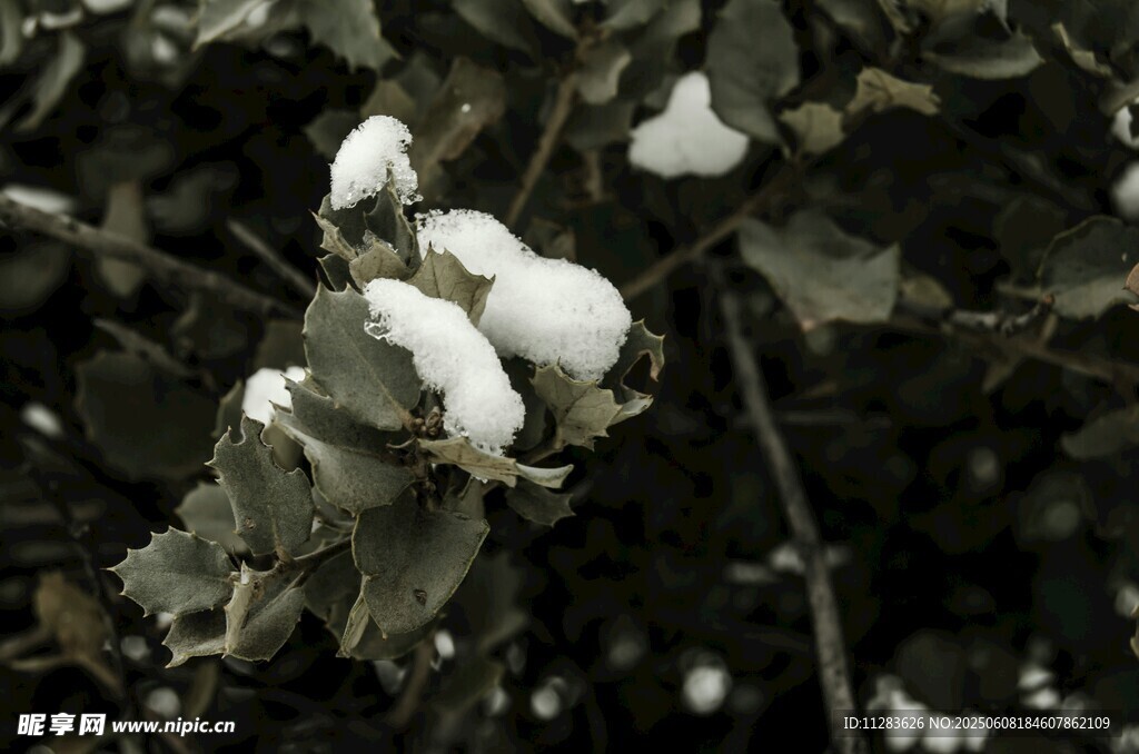 雪覆树叶