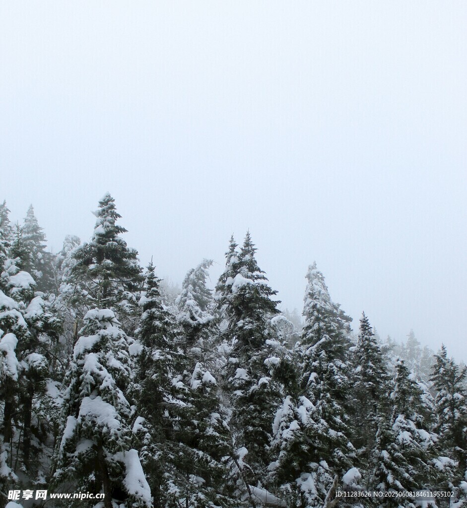 雪覆松林美景