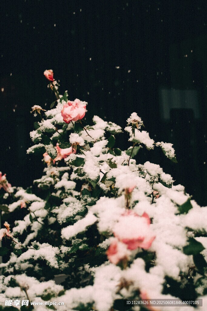 雪中绽放的娇艳粉色花朵