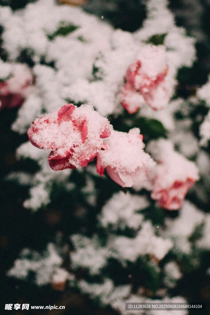 雪中绽放的娇艳粉色花朵