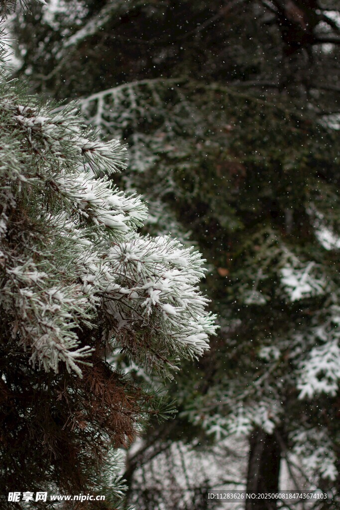雪覆松枝的冬日景致