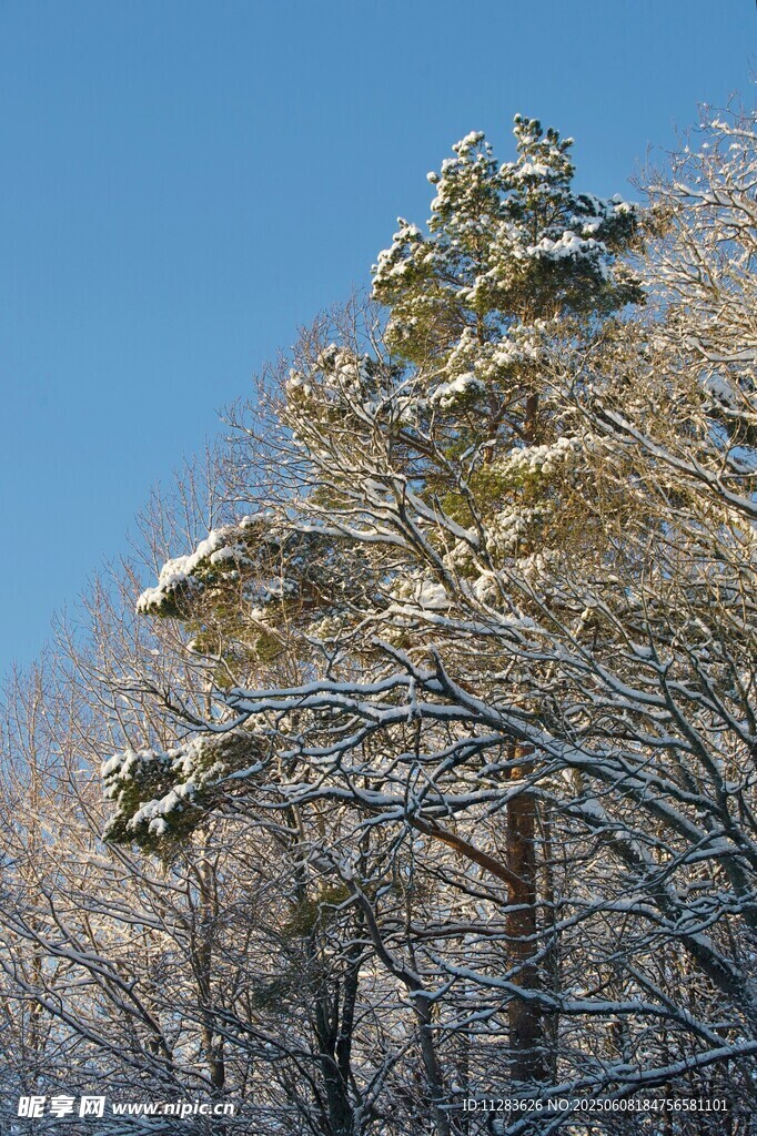 雪覆松树蓝天美景
