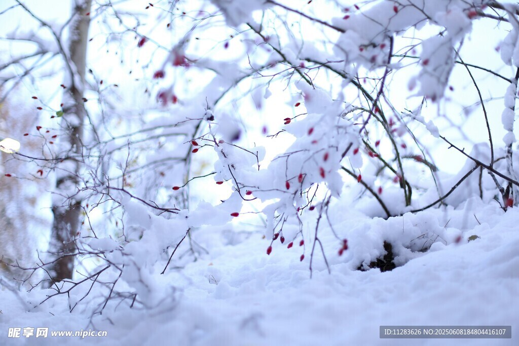 冬日雪景中的树木景观