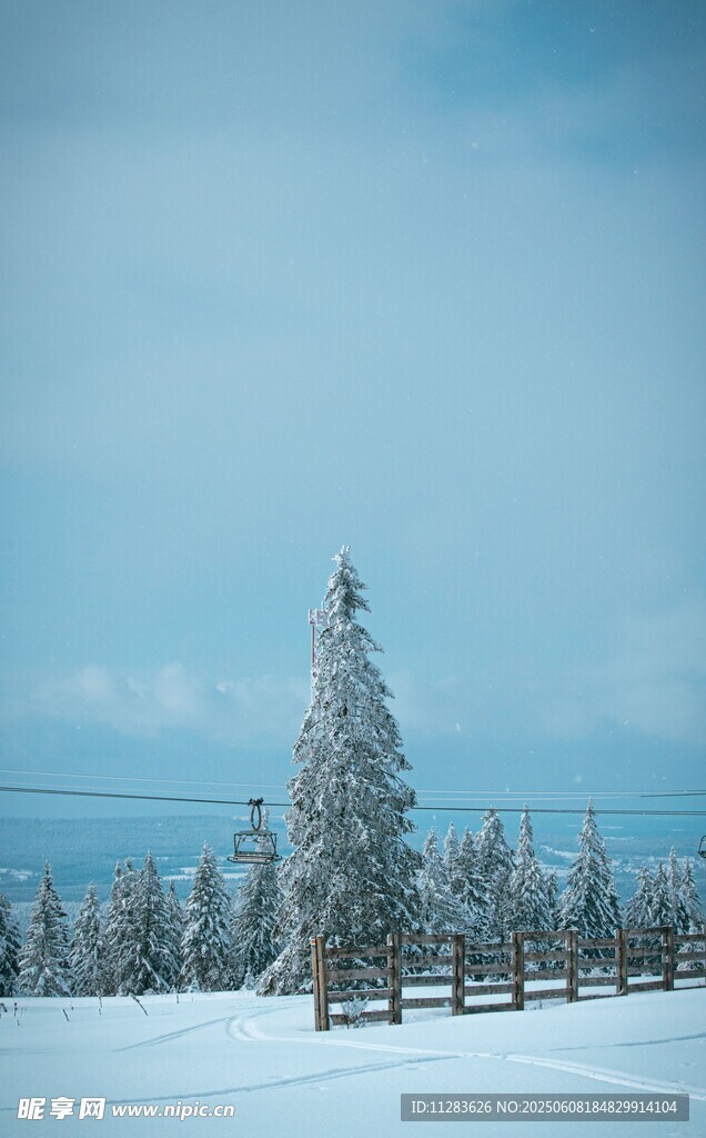 雪覆孤松的冬日纯净景致