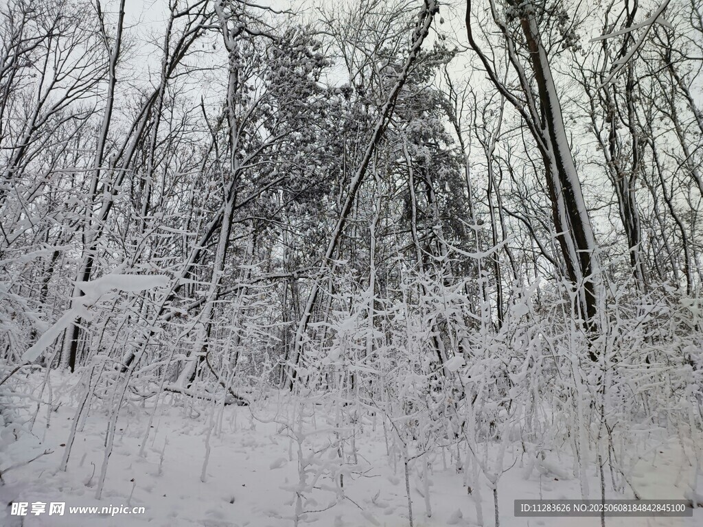 雪覆树林冬日美景