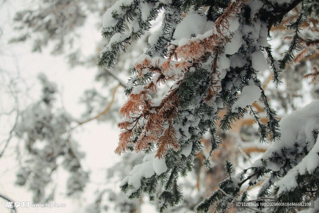 雪覆树枝的冬日美景