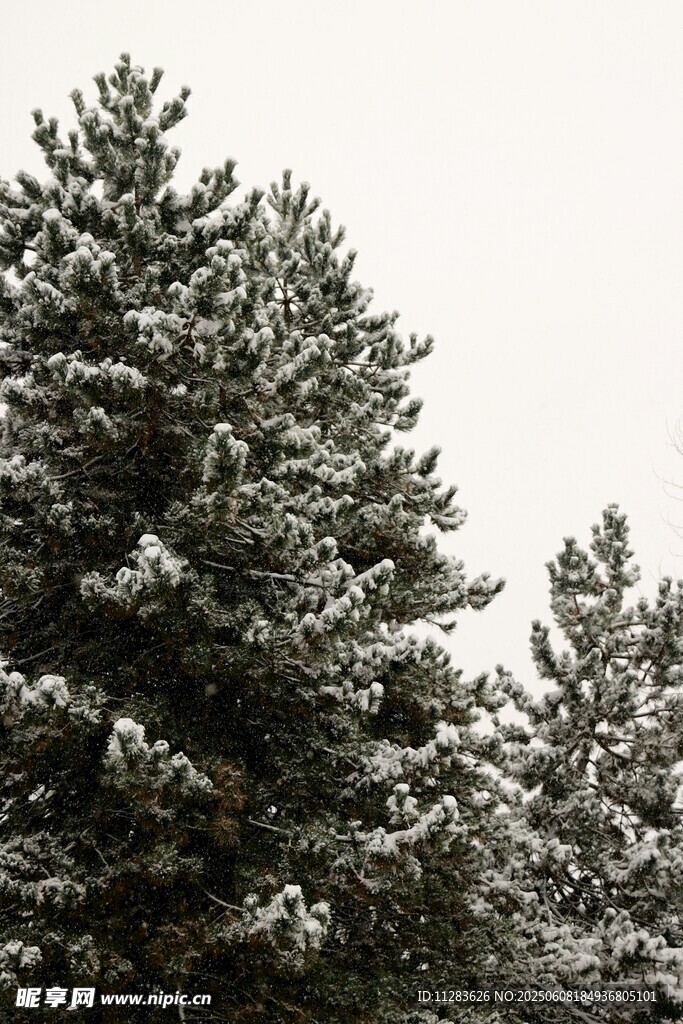 雪覆松树美景