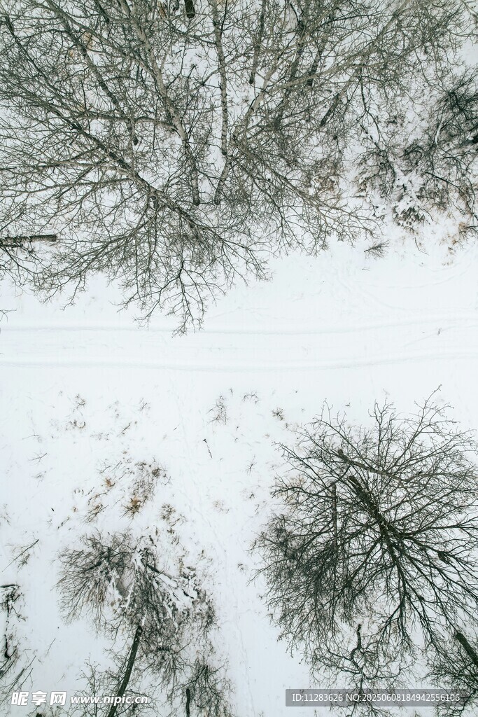雪覆树林冬日景象
