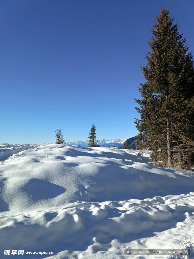 雪覆大地旁的挺拔松树