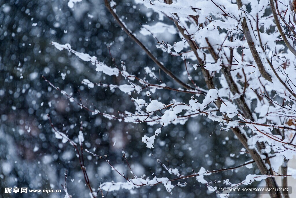 飘雪覆盖的树枝美景
